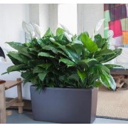 Lechuza cararo 75 cm cu Spatiphyllum 3 plante 24/80 cm (paravan verde)